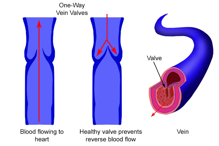Semilunar valve